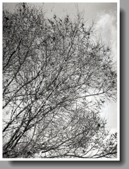 古墳群に冬の樹木