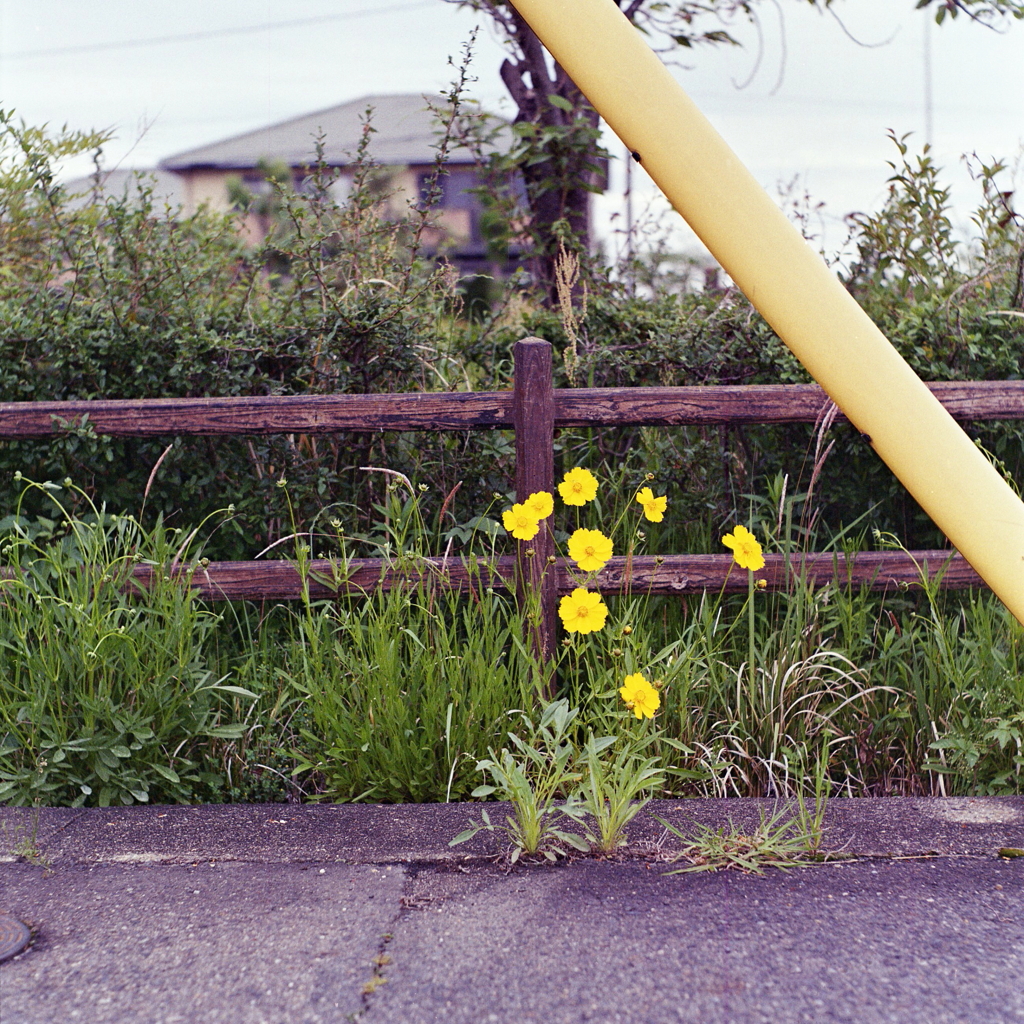 路傍に咲く黄色いお花