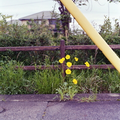 路傍に咲く黄色いお花