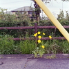 路傍に咲く黄色いお花