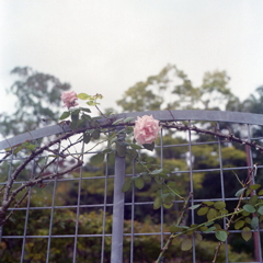 薔薇の写真