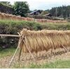 棚田のはざかけ