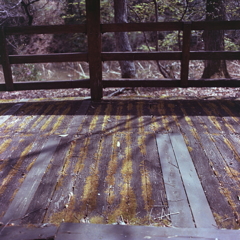 苔生す木道
