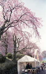 桜下のテント