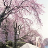 桜下のテント