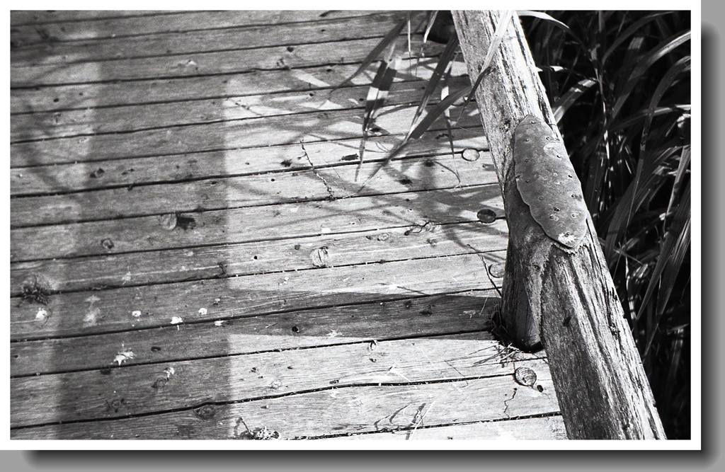 散歩みちの木橋