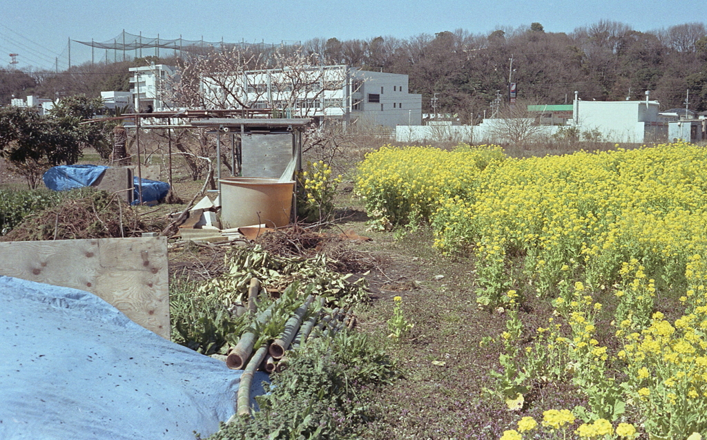 続・春色の風景