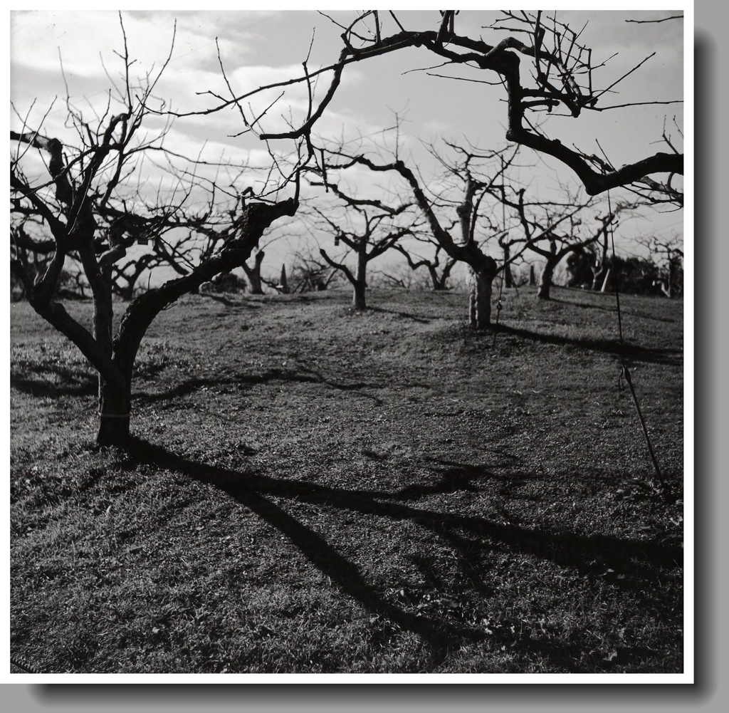 異様な樹影風景