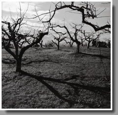 異様な樹影風景