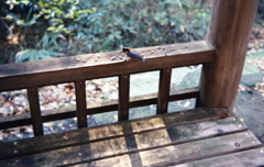 やまがらを待って