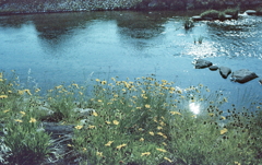 水面からの光の風景