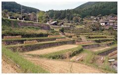 畔から棚田の風景