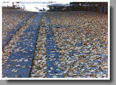 参道の銀杏の葉 ~横写