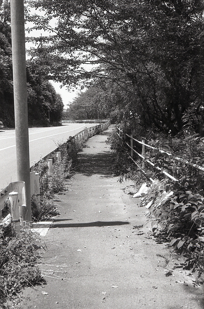 湖岸の歩道