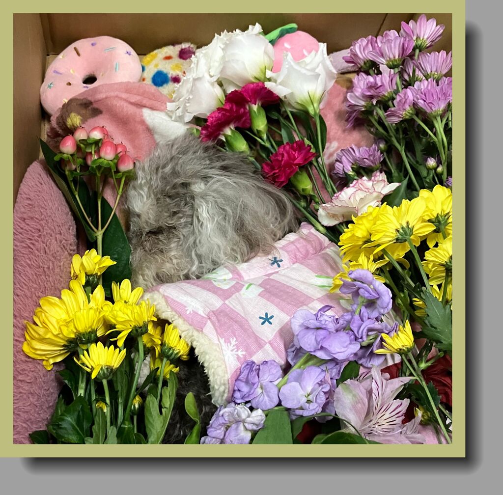 花につつまれて…