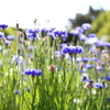 この頃はよく花を撮ってたよ。