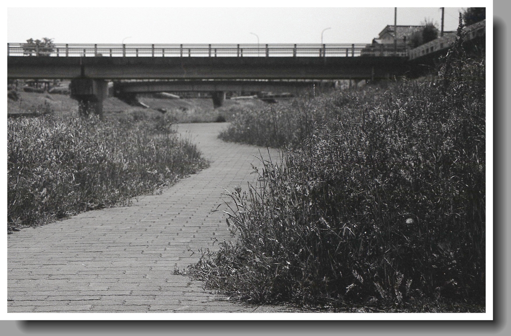 初夏の散歩みち