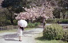 日傘に八重桜