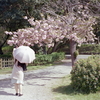 日傘に八重桜