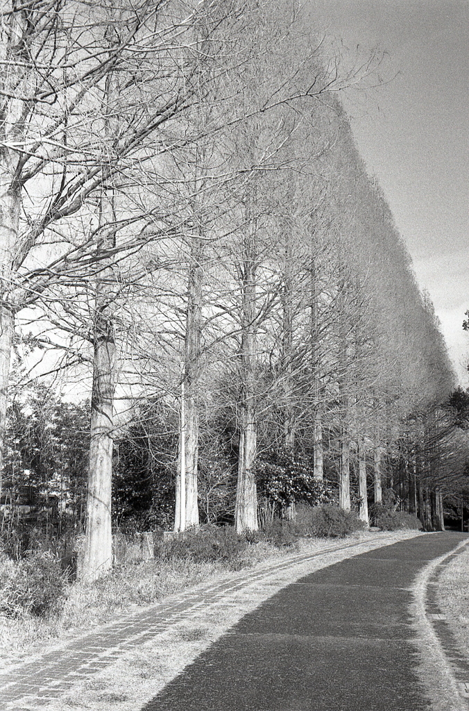 並木の歩道