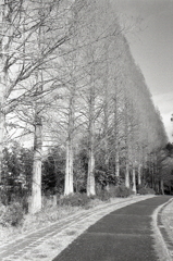 並木の歩道