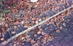 花散る頃