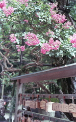 絵馬と百日紅の花
