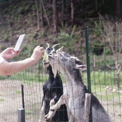 キャベツにかぶりつくヤギが一匹、二匹…