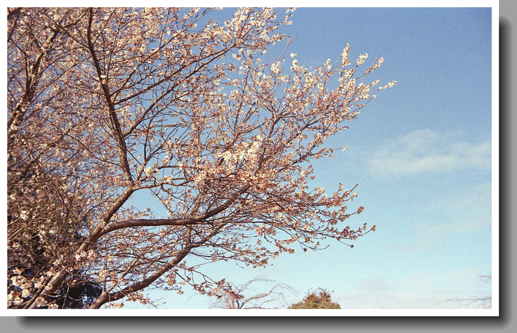 十月桜