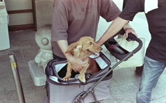 ワンキャン！と元気なわんこ