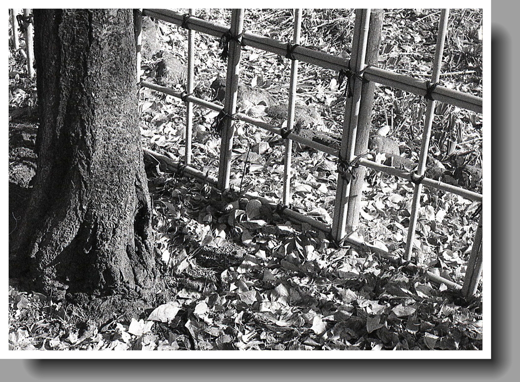 私のアングル　～PEN FT版