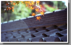 定光寺のもみじ