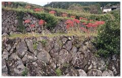 石垣の曼殊沙華