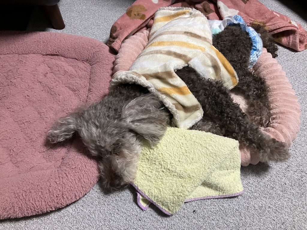 何も食べずにずっと寝たままのマリ