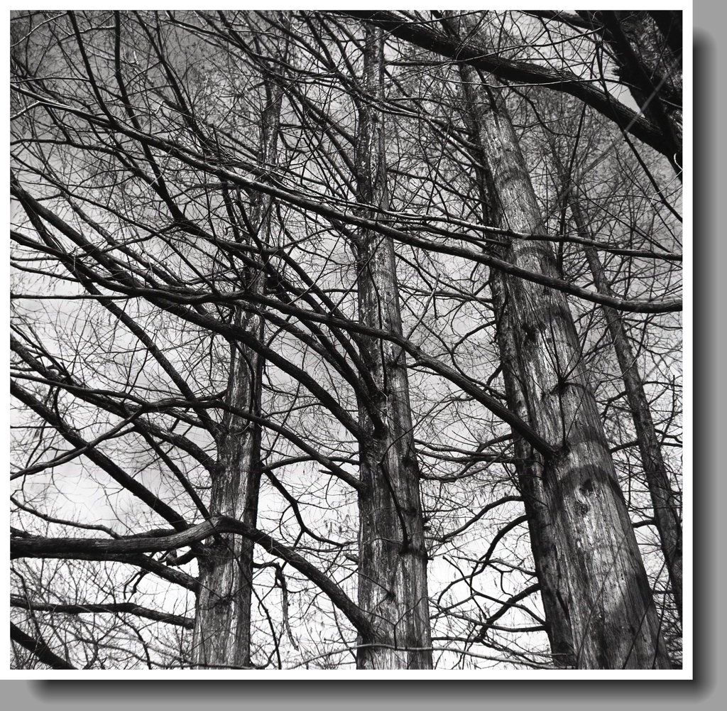 冬のメタセコイア