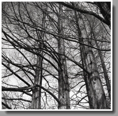 冬のメタセコイア