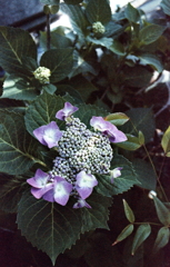 我が家の紫陽花