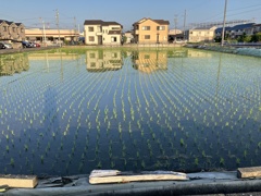 水面の苗に癒されます。