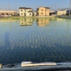 水面の苗に癒されます。