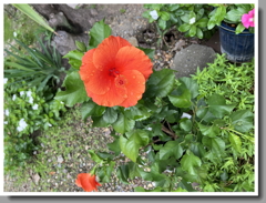 iPhoneアップデートとグーグルレンズ