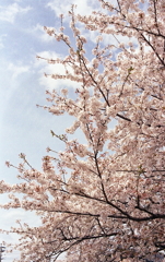 晴天の桜