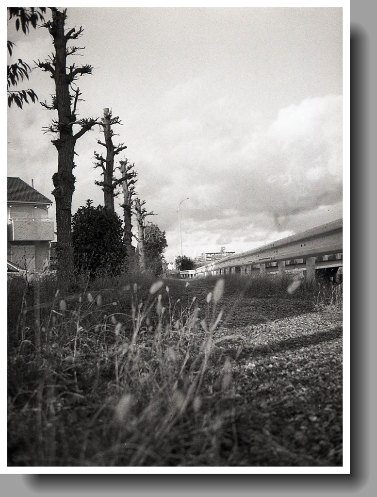 ローアングルなさんぽ道