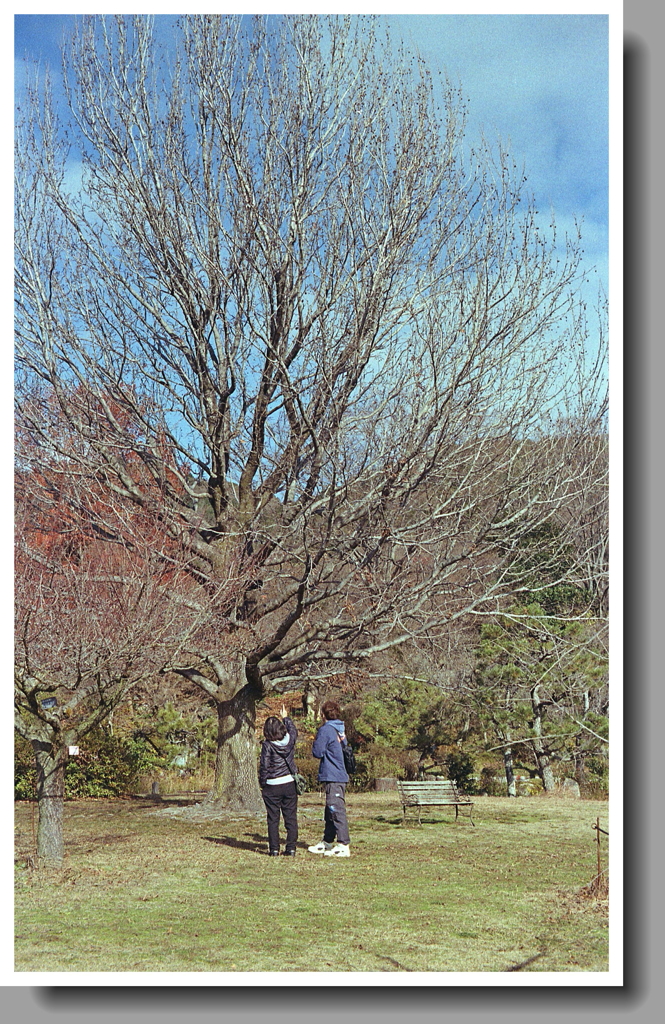 冬木を見上げる人