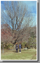 冬木を見上げる人