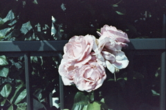 我が家のくすんだ薔薇
