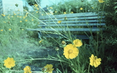fleurs jaunes　黄色い花