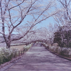 桜を愛でる人々