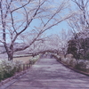 桜を愛でる人々