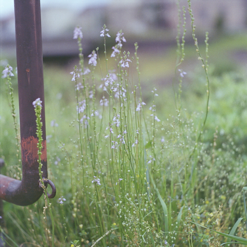 おぼろげな小さな花