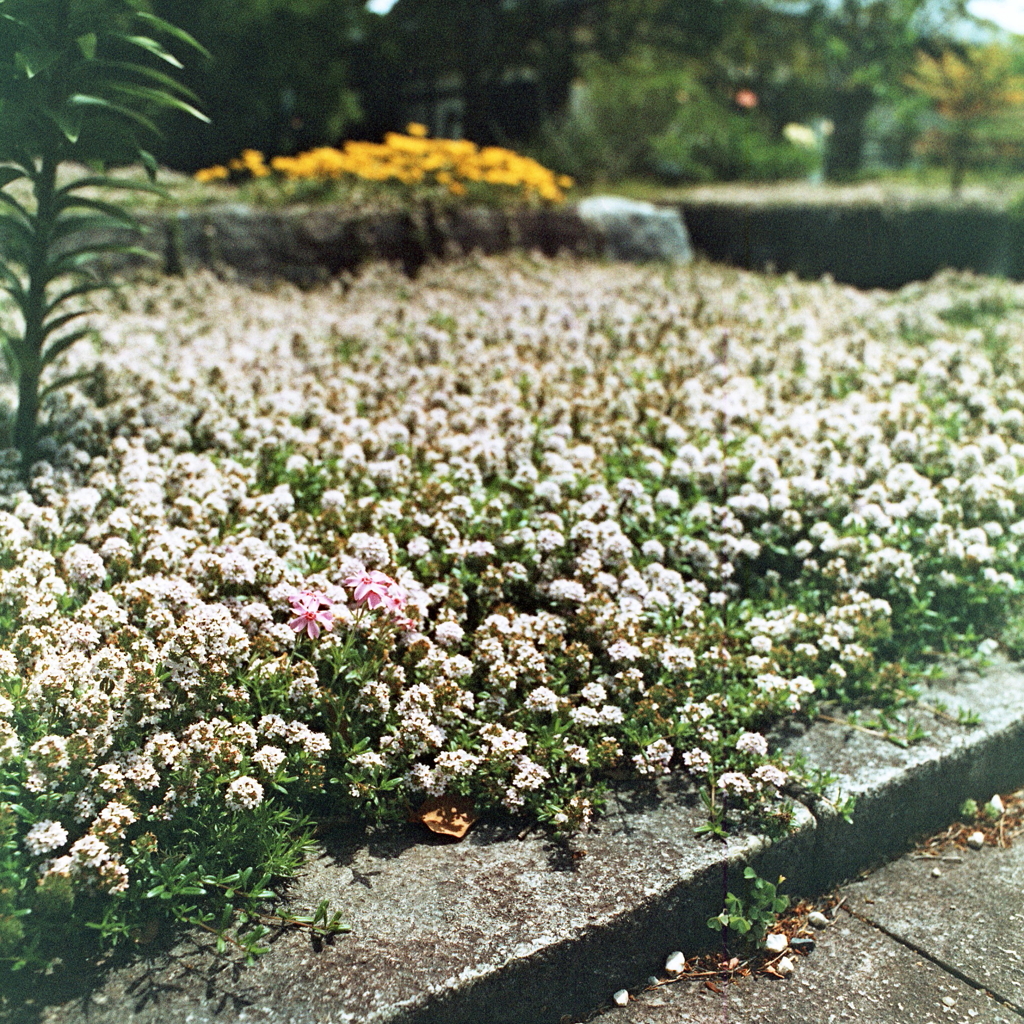 シロツメの片隅に小さなピンクの花
